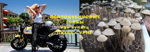 прущие грибы Осташков