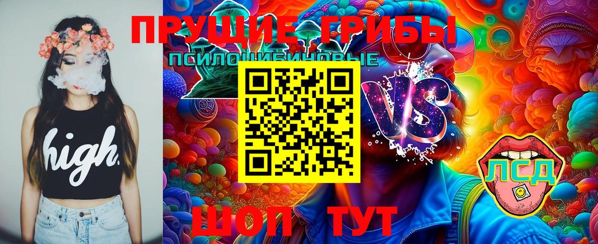 Галлюциногенные грибы Psilocybe  Печора 